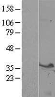 STX3 / Syntaxin 3 Protein (Over-Expression Lysate Myc-DDK (Flag))