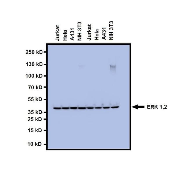 ERK1 + ERK2 Antibody (clone 3F8B3)