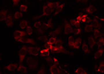 Polyclonal Rabbit anti-Human MRPL41 / PIG3 / BMRP Antibody (IHC, IF, WB)