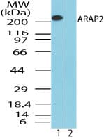 ARAP2 / CENTD1 Antibody (aa1670-1720)