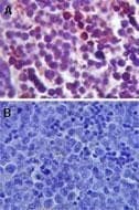 TLR4 Antibody (DY650)