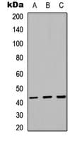 SELL / L-Selectin / CD62L Antibody (Internal)