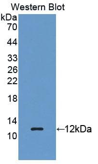 REG3G Antibody (aa87-175, PE)