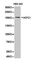 HCF1 / HCFC1 Antibody