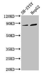 Polyclonal Rabbit anti-Human DPY19L3 Antibody (IF, WB)