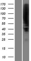 ZBTB16 / PLZF Protein (Over-Expression Lysate Myc-DDK (Flag))