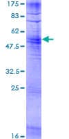 Human OR2AG1 Protein (Recombinant GST)