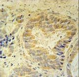 OTULIN / FAM105B Antibody (aa99-128)