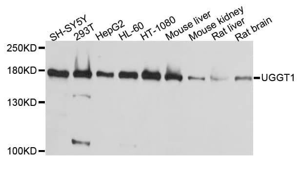 UGGT1 / UGGT Antibody