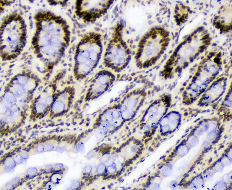 SF1 Antibody (aa11-30)