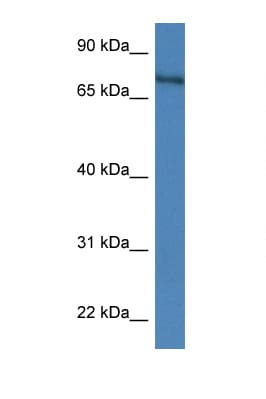 Polyclonal Rabbit anti-Mouse XPNPEP2 Antibody (aa600-649, WB)