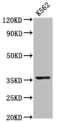 PDLIM4 / RIL Antibody