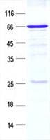 Human TWF1 / PTK9 Protein (Recombinant GST, N-terminus + His, C-terminus)