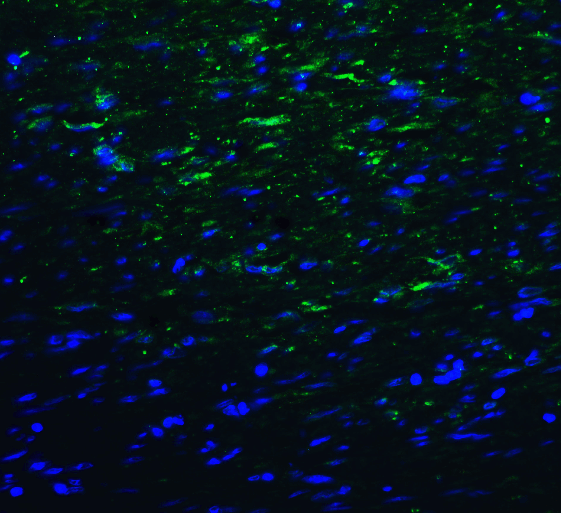 PathPlus™ Monoclonal Mouse anti-Human TMIGD2 Antibody (clone 7A10, IHC, IF)