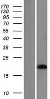HBE1 / Hemoglobin Epsilon 1 Protein (Over-Expression Lysate Myc-DDK (Flag))