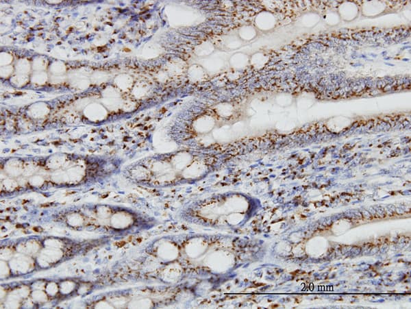 Monoclonal Mouse anti-Human TGN46 / TGN38 Antibody (clone 2F11, IHC, IF, WB)