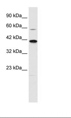 KCNK13 / THIK-1 Antibody (C-Terminus)
