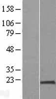 PPIH / Cyclophilin H Protein (Over-Expression Lysate Myc-DDK (Flag))