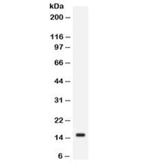 I-FABP / FABP2 Antibody