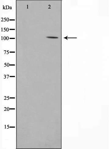 PSMD2 Antibody