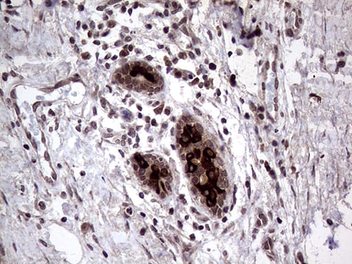 AGR2 Antibody (aa21-175, clone OTI5E10)