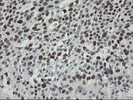 TLE1 / TLE 1 Antibody (aa180-460, clone OTI1F5)