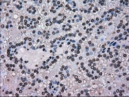 SCYL3 Antibody (clone OTI1A5)