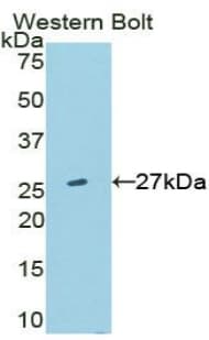 TMEM173 / STING Antibody (aa160-363)