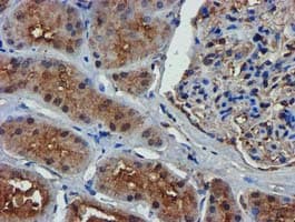 Complement C1s Antibody (clone OTI4E3)