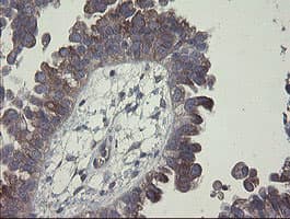 CLEC4E / MINCLE Antibody (clone OTI2A8, Carrier-free)