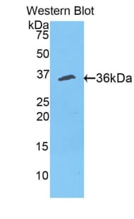 CUTC Antibody (aa1-273)