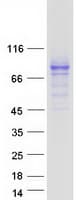 Human SLC3A2 / CD98 Heavy Chain Protein (Recombinant Myc-DDK (Flag))