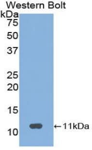 Neuropeptide S / NPS Antibody (aa26-89)