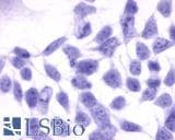 PathPlus™ EDNRB / Endothelin B Receptor Antibody (N-Terminus)