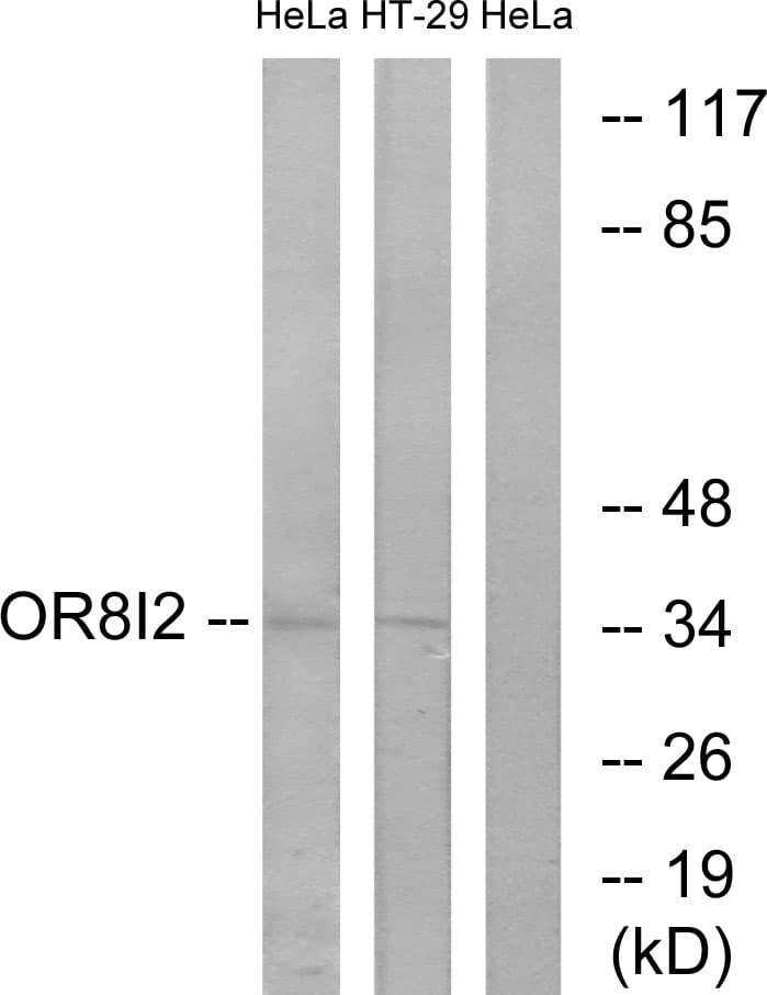 Polyclonal Rabbit anti-Human OR8I2 Antibody (aa55-104, WB)
