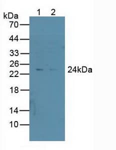 PSMD10 / Gankyrin Antibody (aa1-226, Biotin)