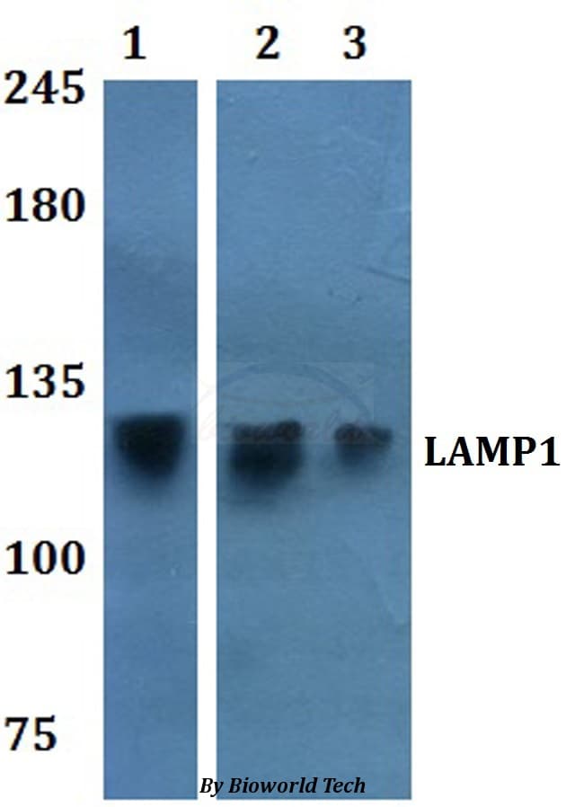 LAMP1 / CD107a Antibody