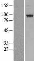 PDE6A / PDE6 Alpha Protein (Over-Expression Lysate Myc-DDK (Flag))