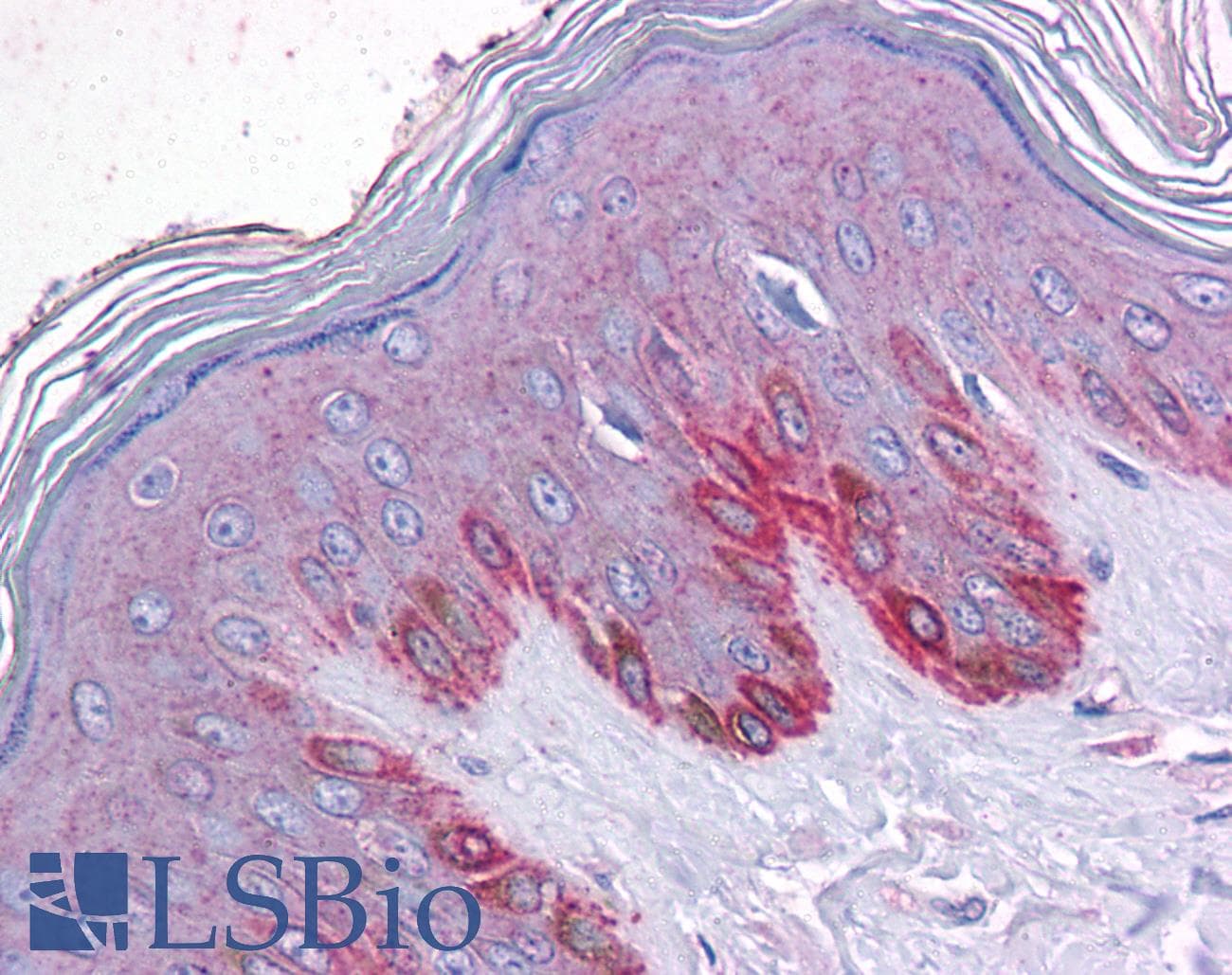 IHC-plus™ Polyclonal Rabbit anti-Human CRACR2B / EFCAB4A Antibody (IHC, WB)