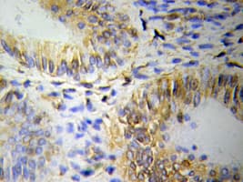 Polyclonal Rabbit anti-Human OLFM1 Antibody (IHC, WB)