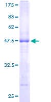 Human MS4A7 Protein (Recombinant GST)