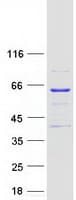 Human M1AP Protein (Recombinant Myc-DDK (Flag))