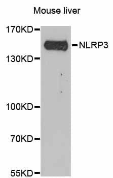 NALP3 / NLRP3 Antibody