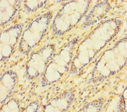 APOOL / Apolipoprotein O-Like Antibody
