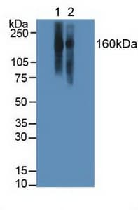 ITGAL / CD11a Antibody (aa809-1066)