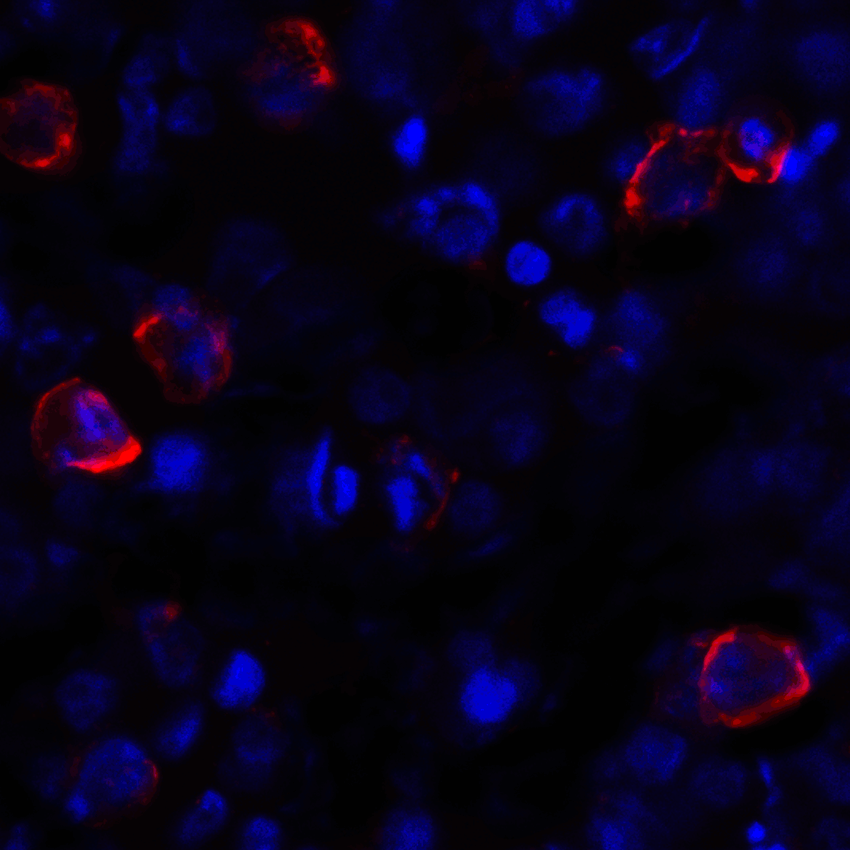 CD80 Antibody (clone 10A1)