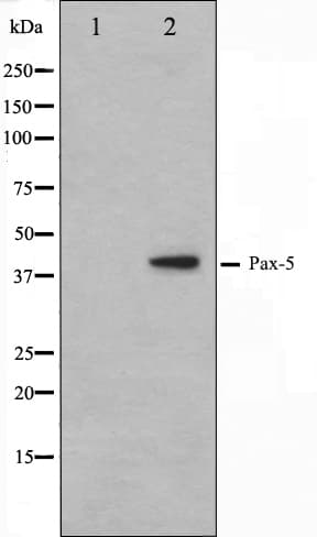 PAX5 Antibody
