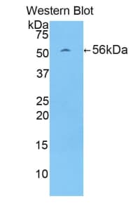 MYC / c-Myc Antibody (aa186-439, Cy3)