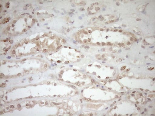 TCP10 Antibody (clone OTI2C2, Carrier-free)