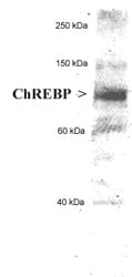 MLXIPL / CHREBP Antibody (aa800-852, Biotin)